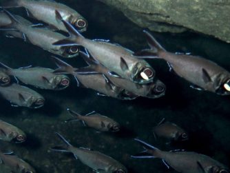 Der Blitzlichtfisch lebt in Schwärmen im Pazifischen Ozean in einer Tiefe von bis zu 400 Metern.