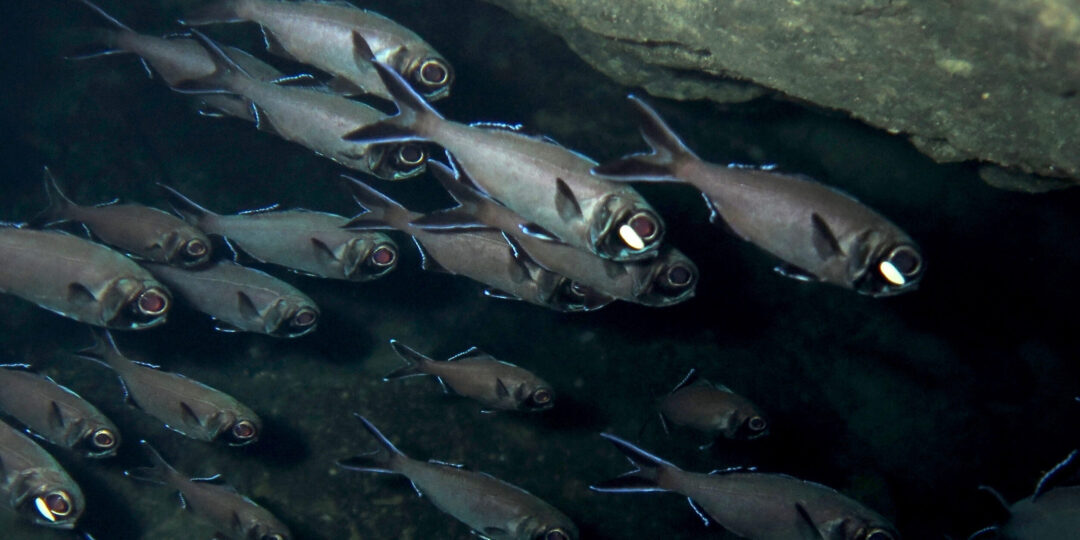 Der Blitzlichtfisch lebt in Schwärmen im Pazifischen Ozean in einer Tiefe von bis zu 400 Metern.