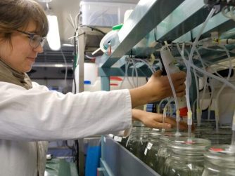 In GEOMAR-Kulturkammern setzte Thea Hamm Miesmuscheln 42 Wochen lang verschiedenen Konzentrationen von Mikroplastik aus.