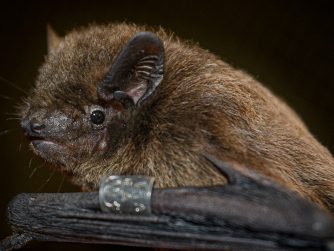 Rauhhautfledermaus - Oliver Lindecke / IZW