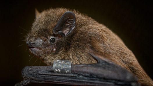 Rauhhautfledermaus - Oliver Lindecke / IZW