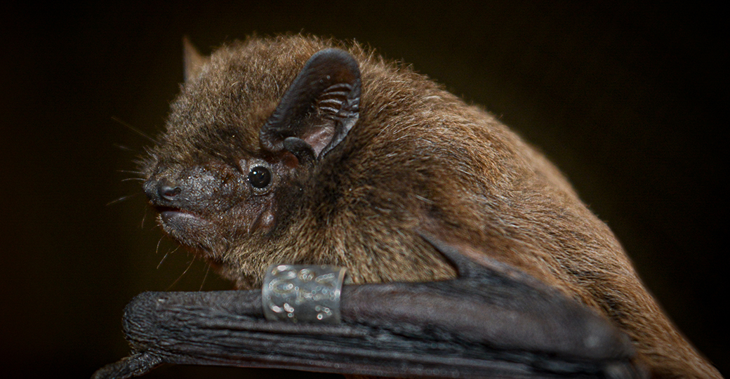Rauhhautfledermaus - Oliver Lindecke / IZW