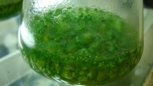 Joydeep - CC BY-SA 3.0, https://commons.wikimedia.org/w/index.php?curid=16791126