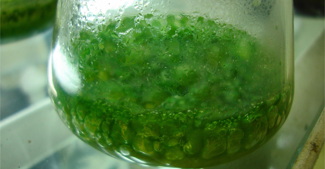 Joydeep - CC BY-SA 3.0, https://commons.wikimedia.org/w/index.php?curid=16791126