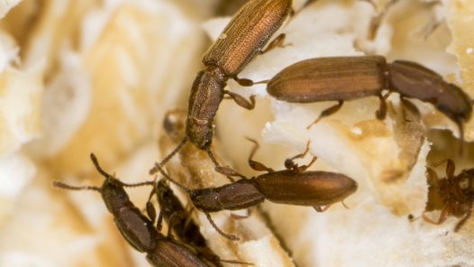 Julian Kiefer, Johannes Gutenberg-Universität Mainz