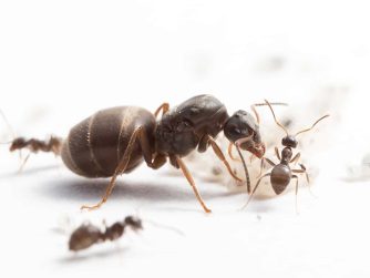Königin, Arbeiterinnen und Larven der Schwarzen Wegameise "Lasius niger"