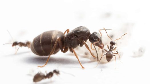 Königin, Arbeiterinnen und Larven der Schwarzen Wegameise "Lasius niger"